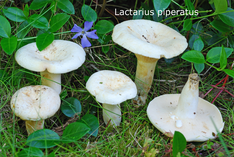 Lactifluus piperatus-amf1121.jpg - Lactifluus piperatus ; Syn: Lactarius piperatus ; Nom français: Lactaire poivré